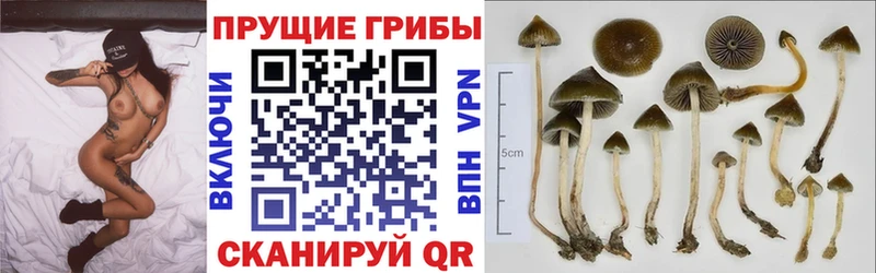 блэк спрут онион  Тамбов  Галлюциногенные грибы Magic Shrooms 